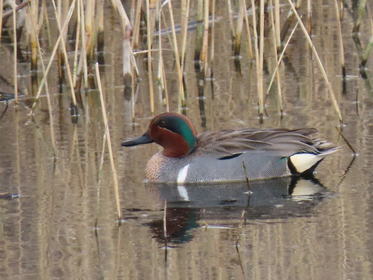 Green-winged Teal - ML319866961