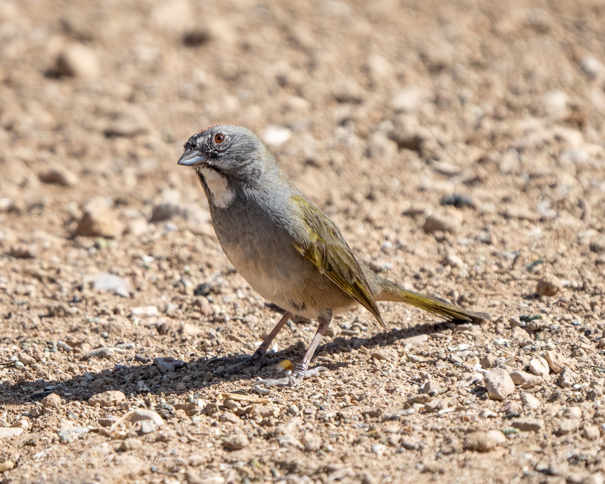 Green-tailed Towhee - George Arnold