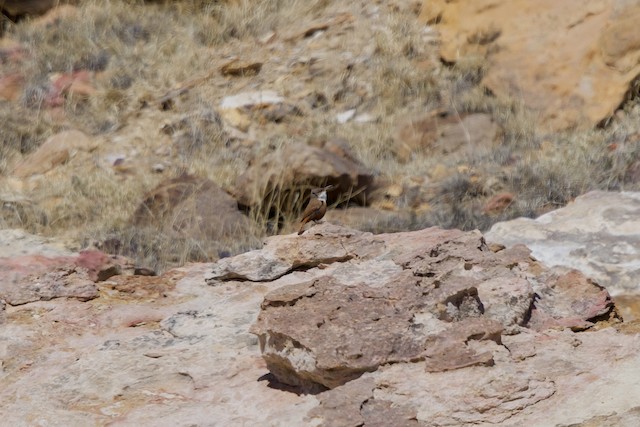 Bird in its habitat;<em> </em>Colorado, United States. - Canyon Wren - 
