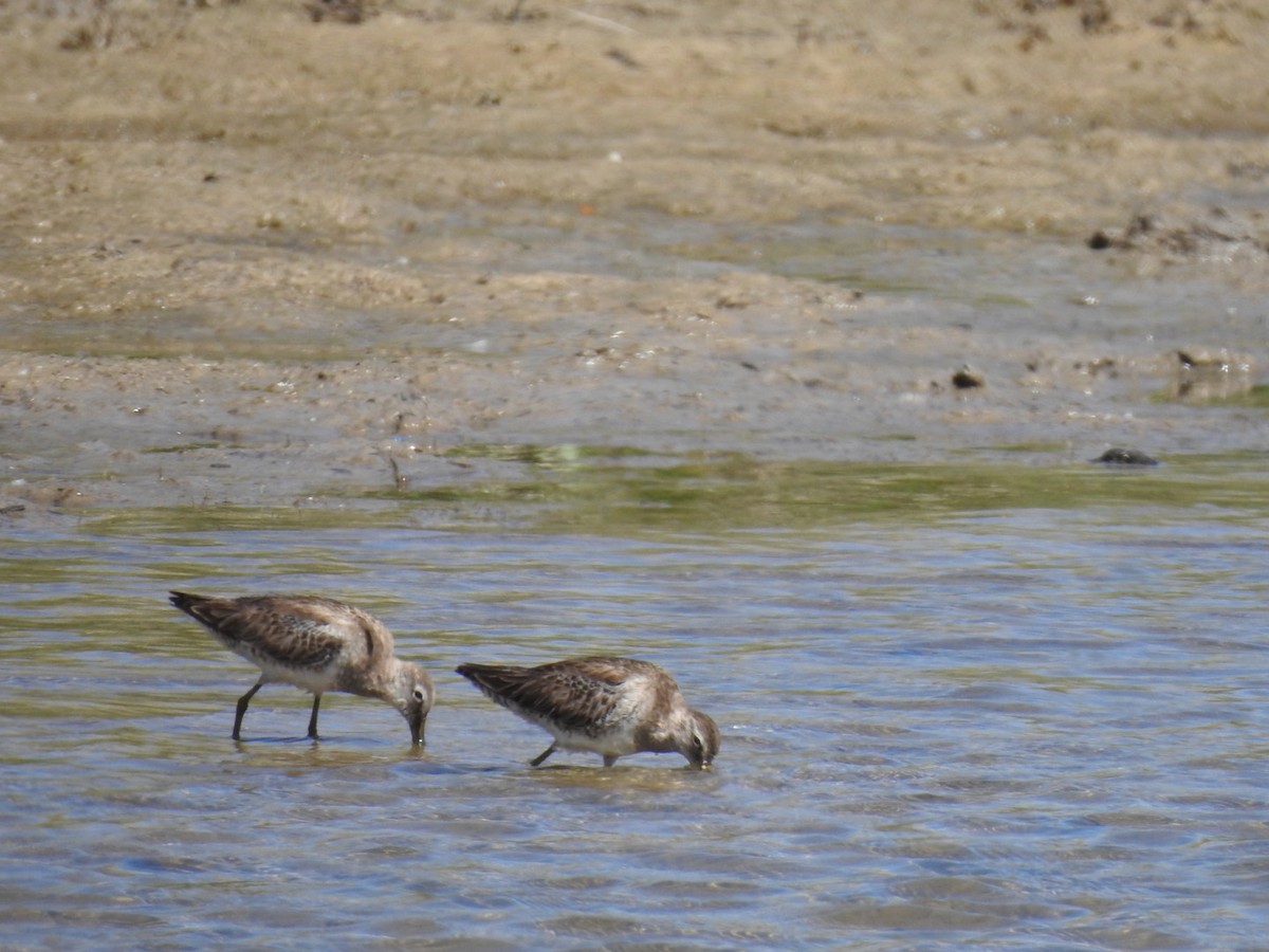 Long-billed Dowitcher - ML319878761