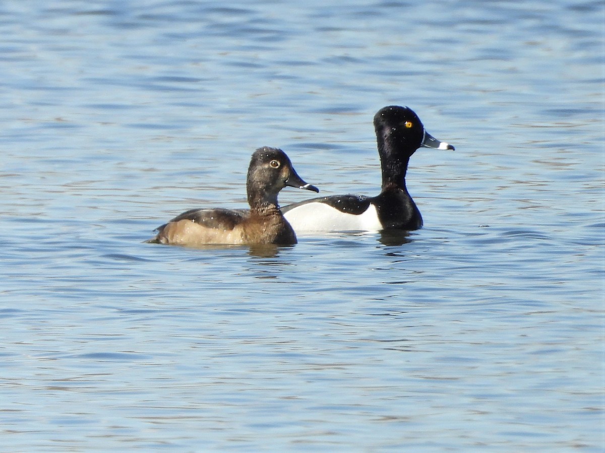 Ring-necked Duck - L R