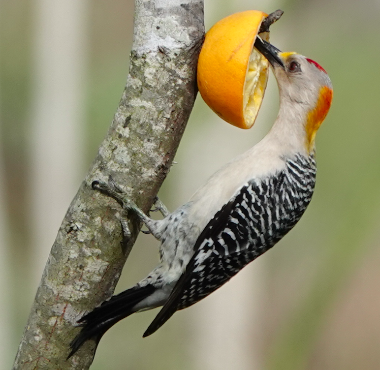 Golden-fronted Woodpecker - art reisman