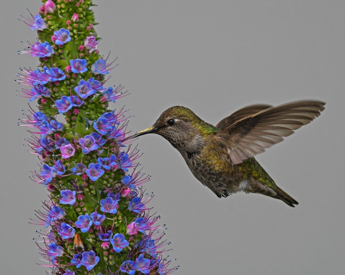Anna's Hummingbird - ML319879951