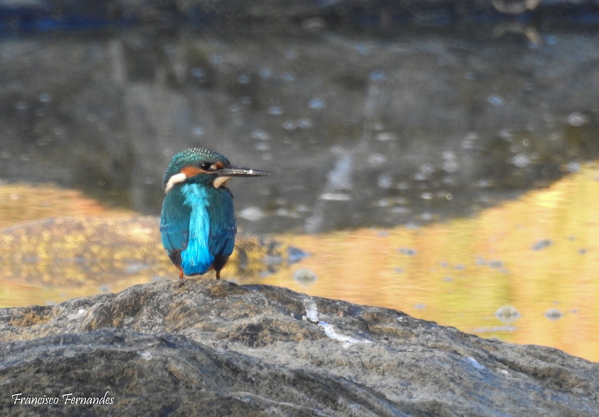 Common Kingfisher - Francisco Fernandes