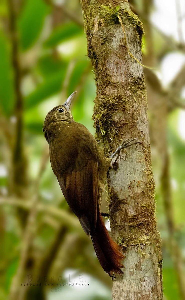 Spotted Woodcreeper - LUIS ENRIQUE BUENO