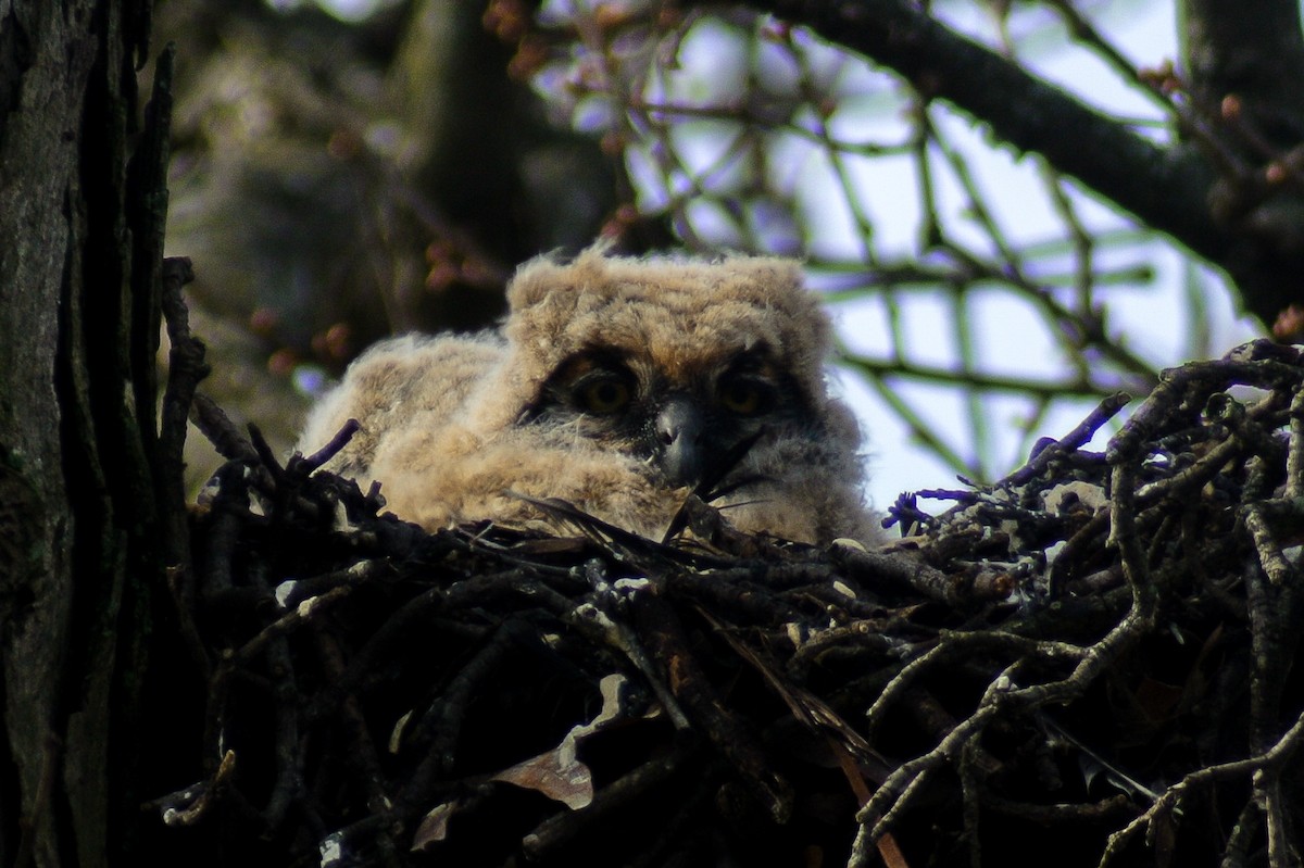 Great Horned Owl - ML319888661