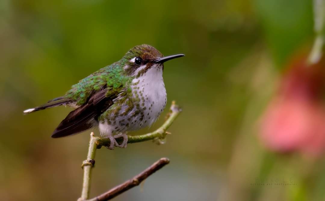 White-booted Racket-tail - LUIS ENRIQUE BUENO