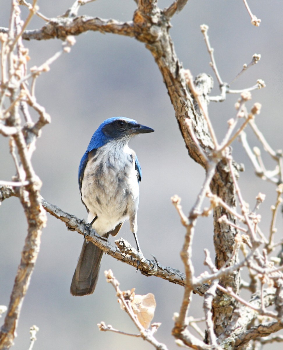 Woodhouse's Scrub-Jay (Sumichrast's) - Andrew Spencer