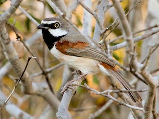  - Red-shouldered Vanga