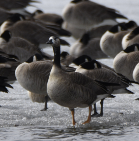 Greater White-fronted x Canada Goose (hybrid) - ML319908221