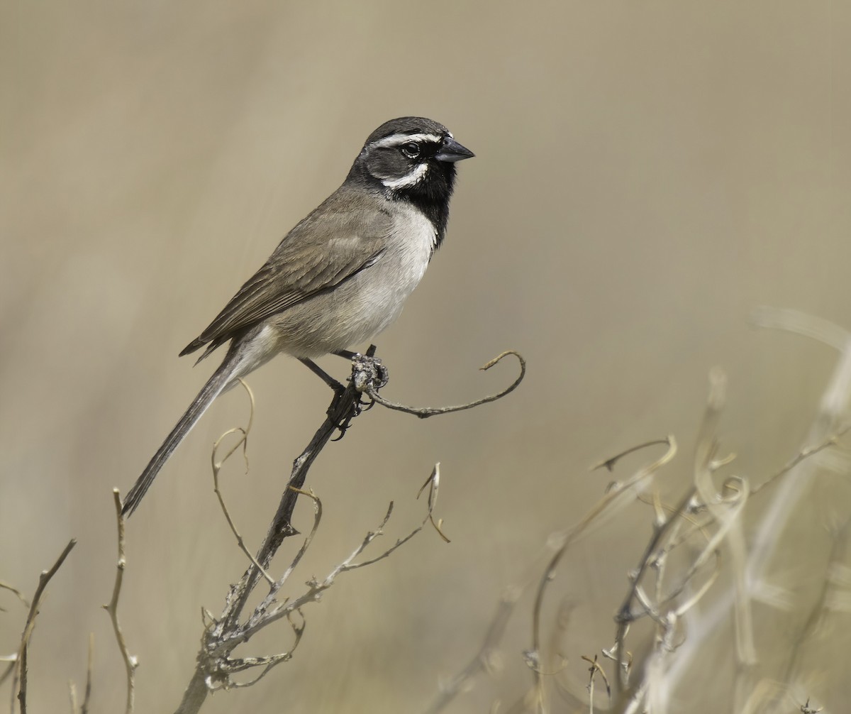 Black-throated Sparrow - Alison Davies