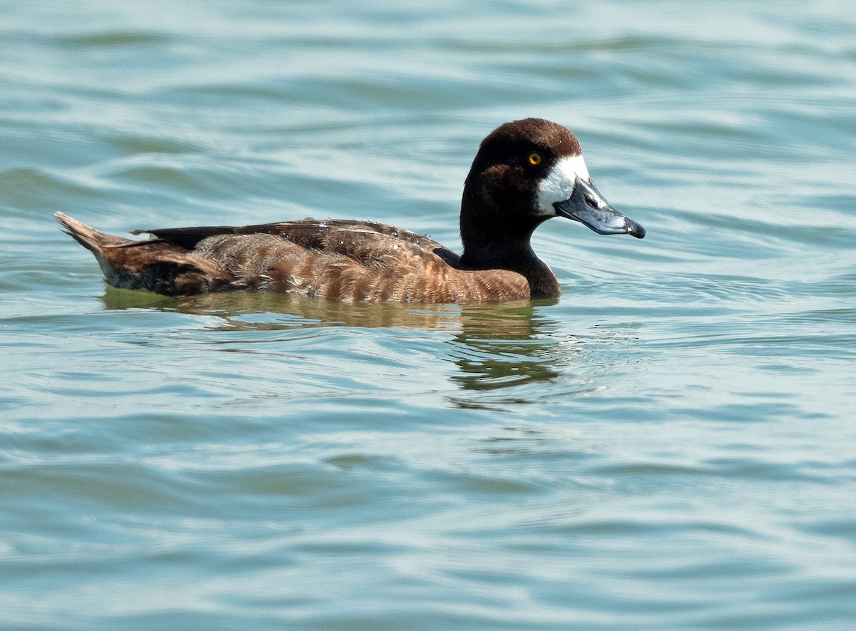 Greater Scaup - ML319937751