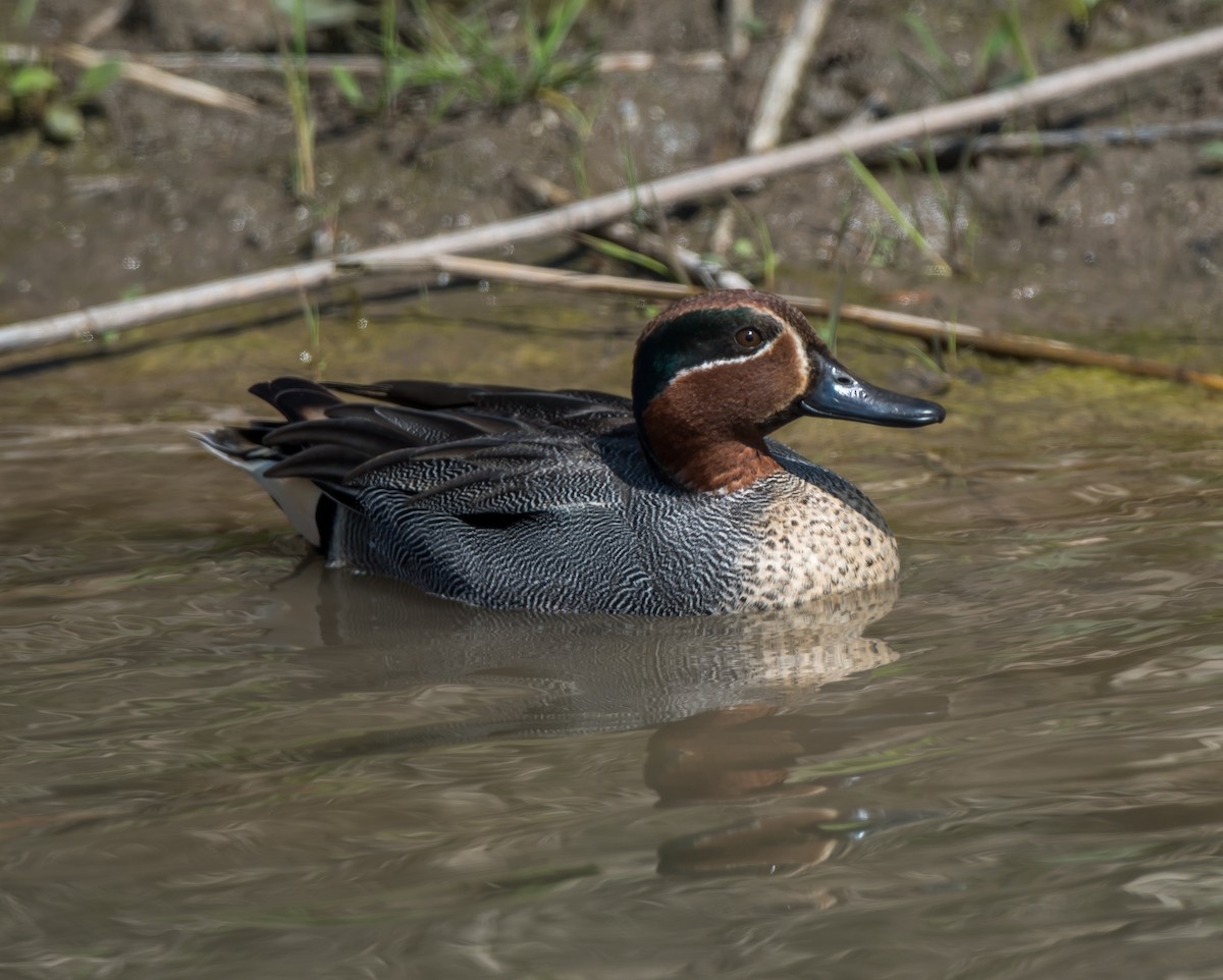 Green-winged Teal - ML319940221
