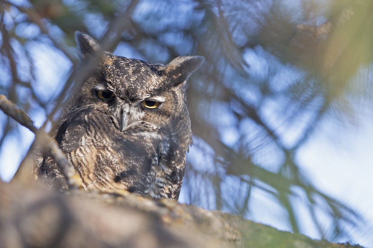 Great Horned Owl - ML31994431