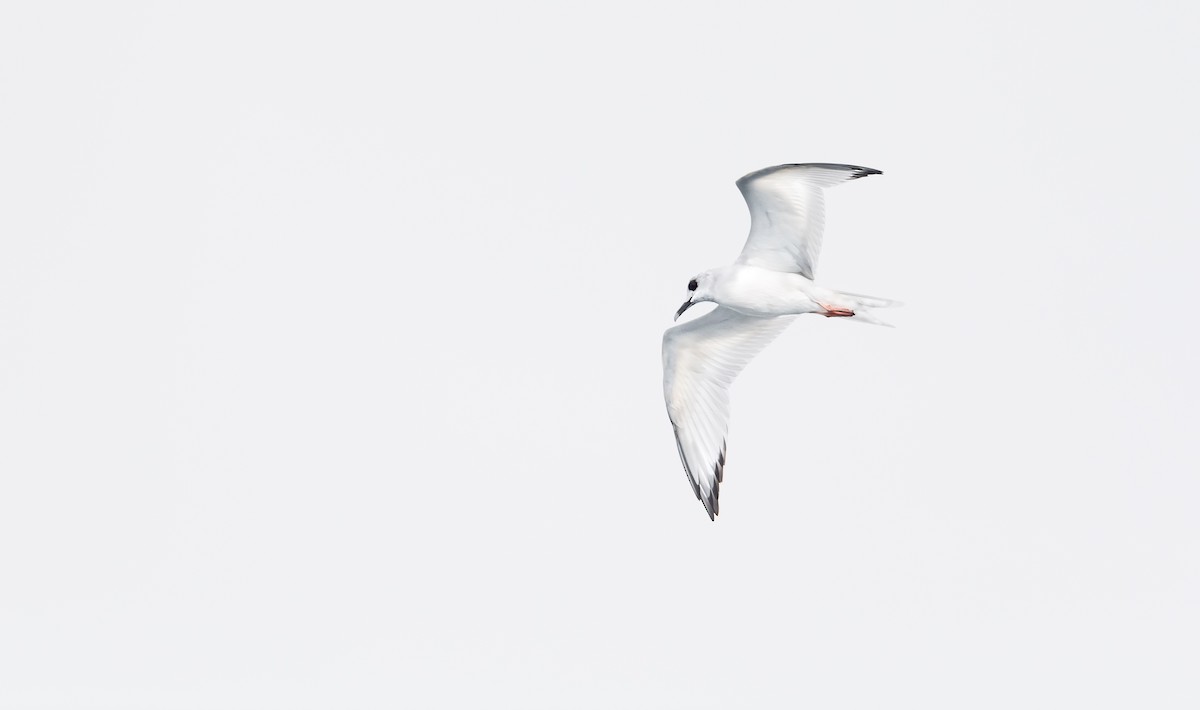 Swallow-tailed Gull - Kirk  Zufelt