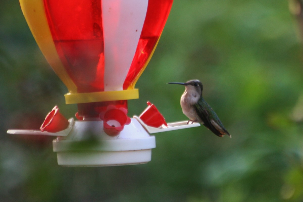Ruby-throated Hummingbird - ML31994531