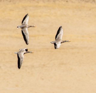 Bar-headed Goose, ML319947501
