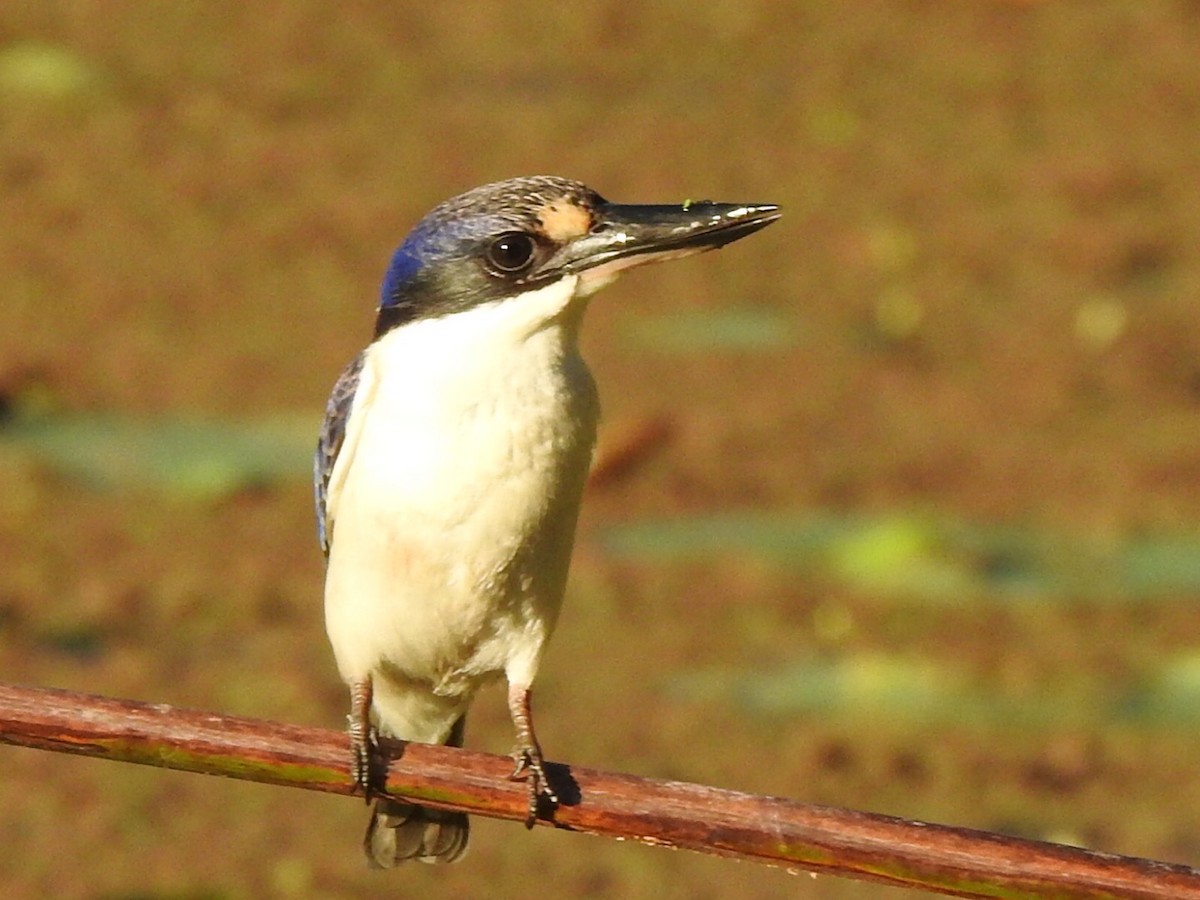 Forest Kingfisher - ML319952971