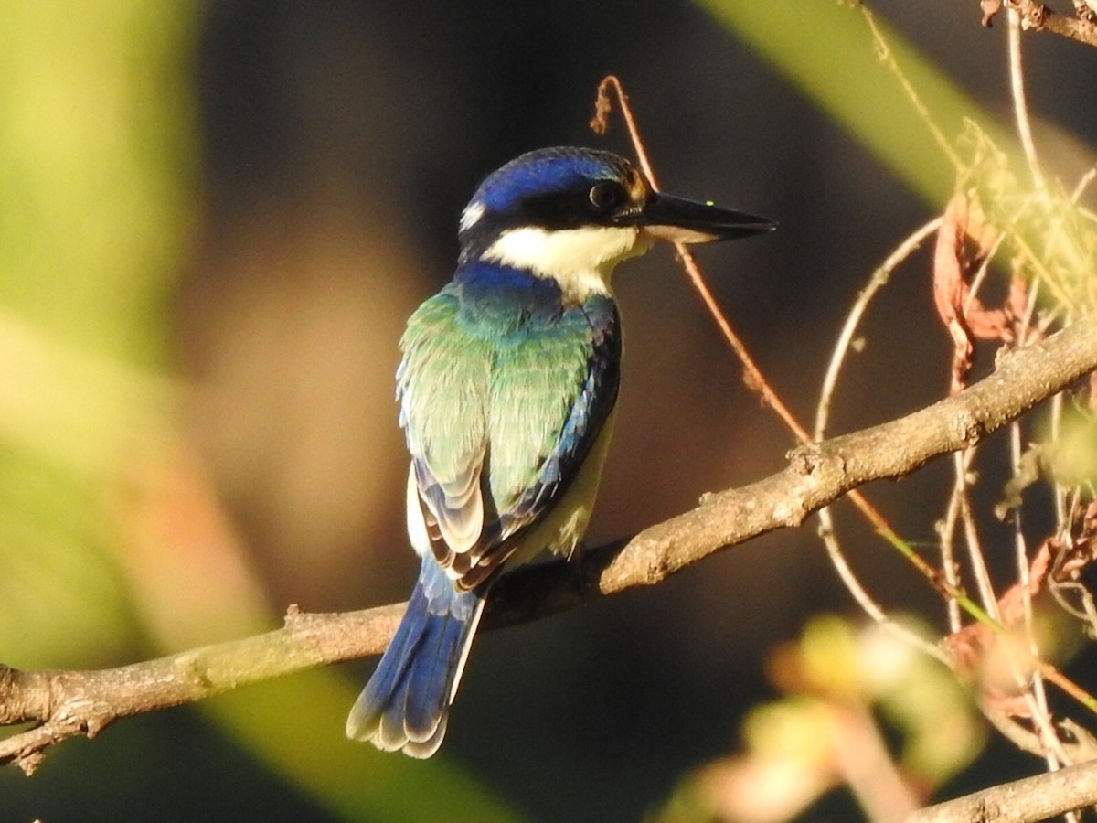 Forest Kingfisher - ML319952981