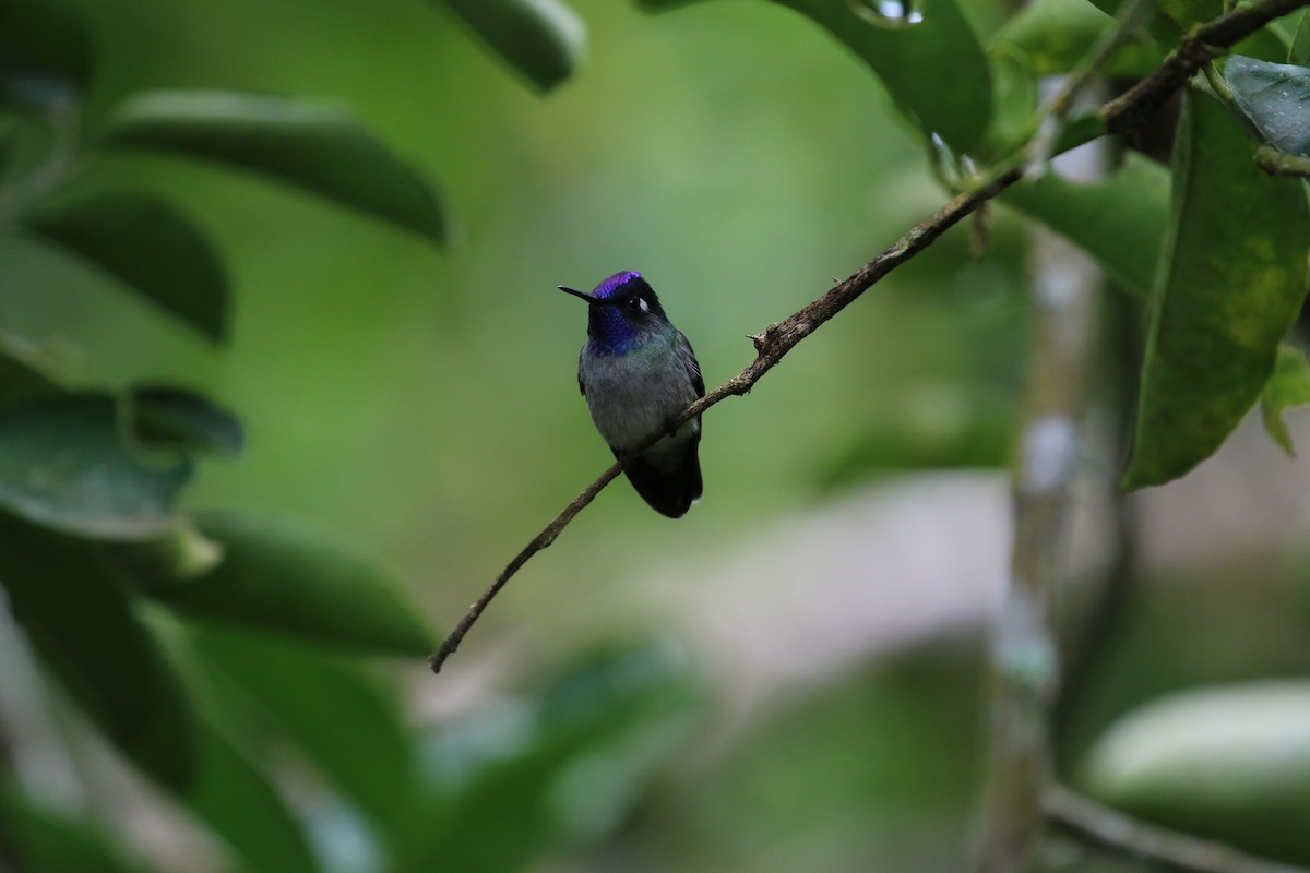 Violet-headed Hummingbird - Klaus Maceda