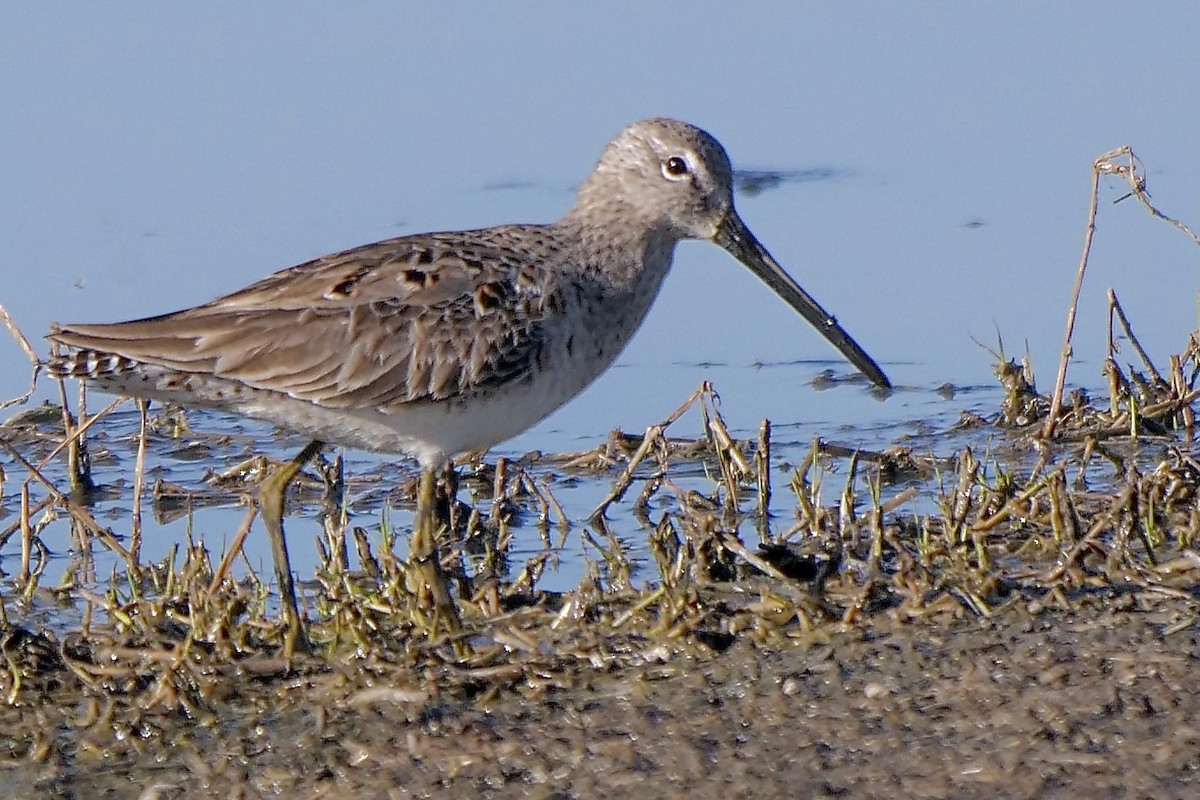 Long-billed Dowitcher - ML319956001