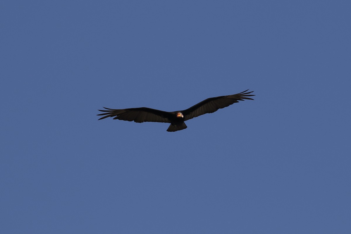 Lesser Yellow-headed Vulture - ML319958521