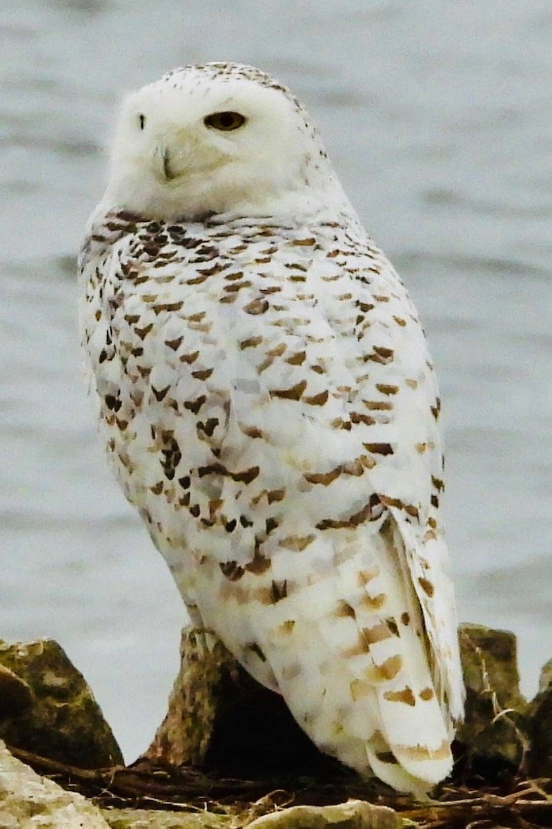 Snowy Owl - James Morgenstern