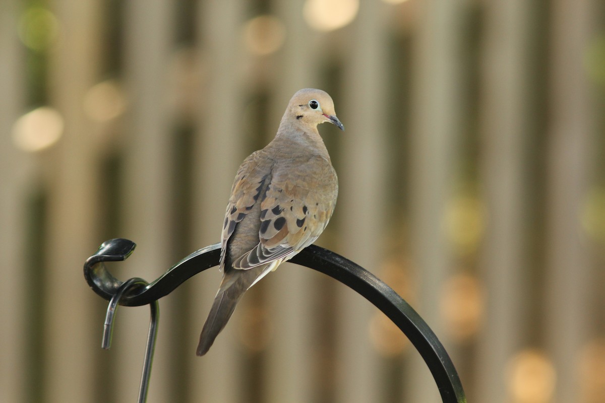 Mourning Dove - Michael Morell