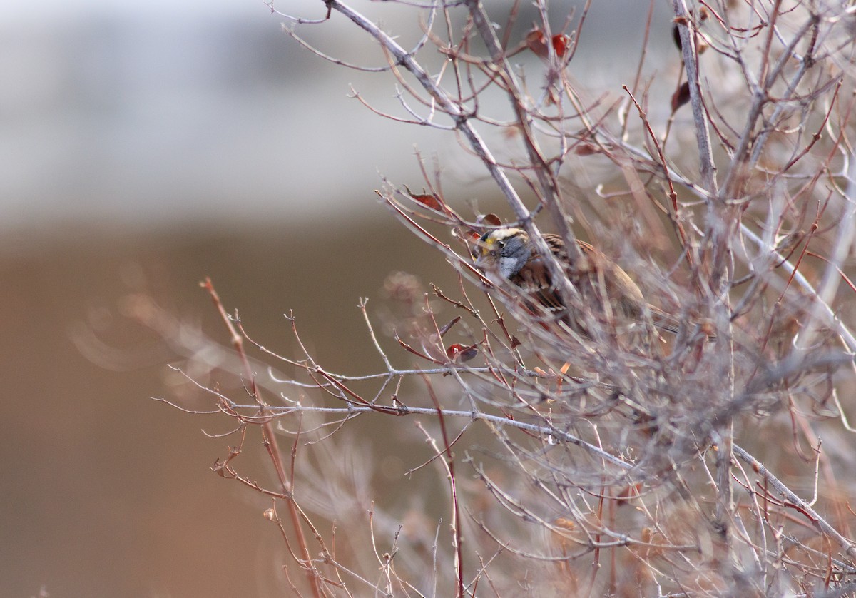 White-throated Sparrow - ML319967301