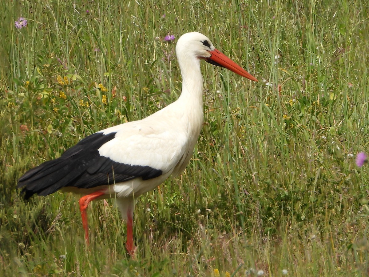 White Stork - ML319970351