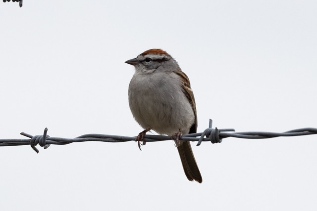 Chipping Sparrow - ML319971781