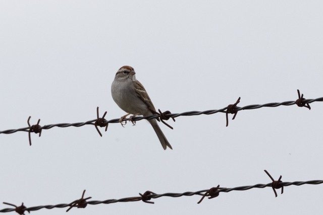 Chipping Sparrow - Ann Van Sant