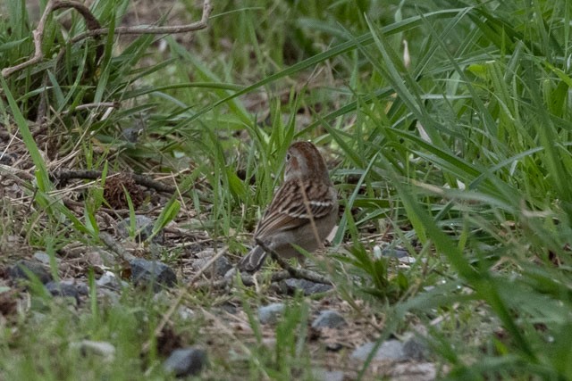 Field Sparrow - Ann Van Sant