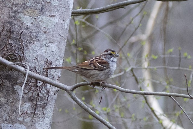 White-throated Sparrow - ML319972041