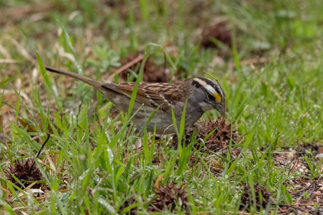 White-throated Sparrow - ML319972051