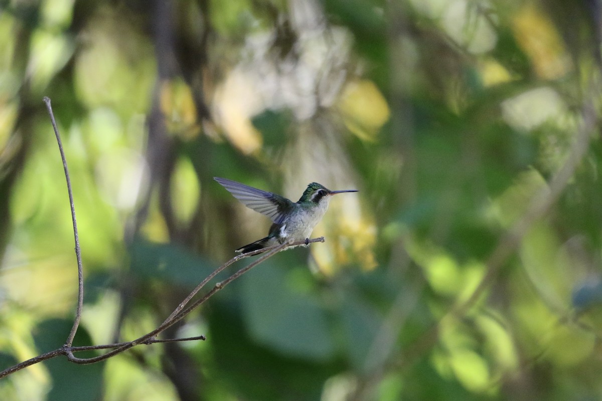 kolibřík Canivetův (ssp. salvini/osberti) - ML319972741