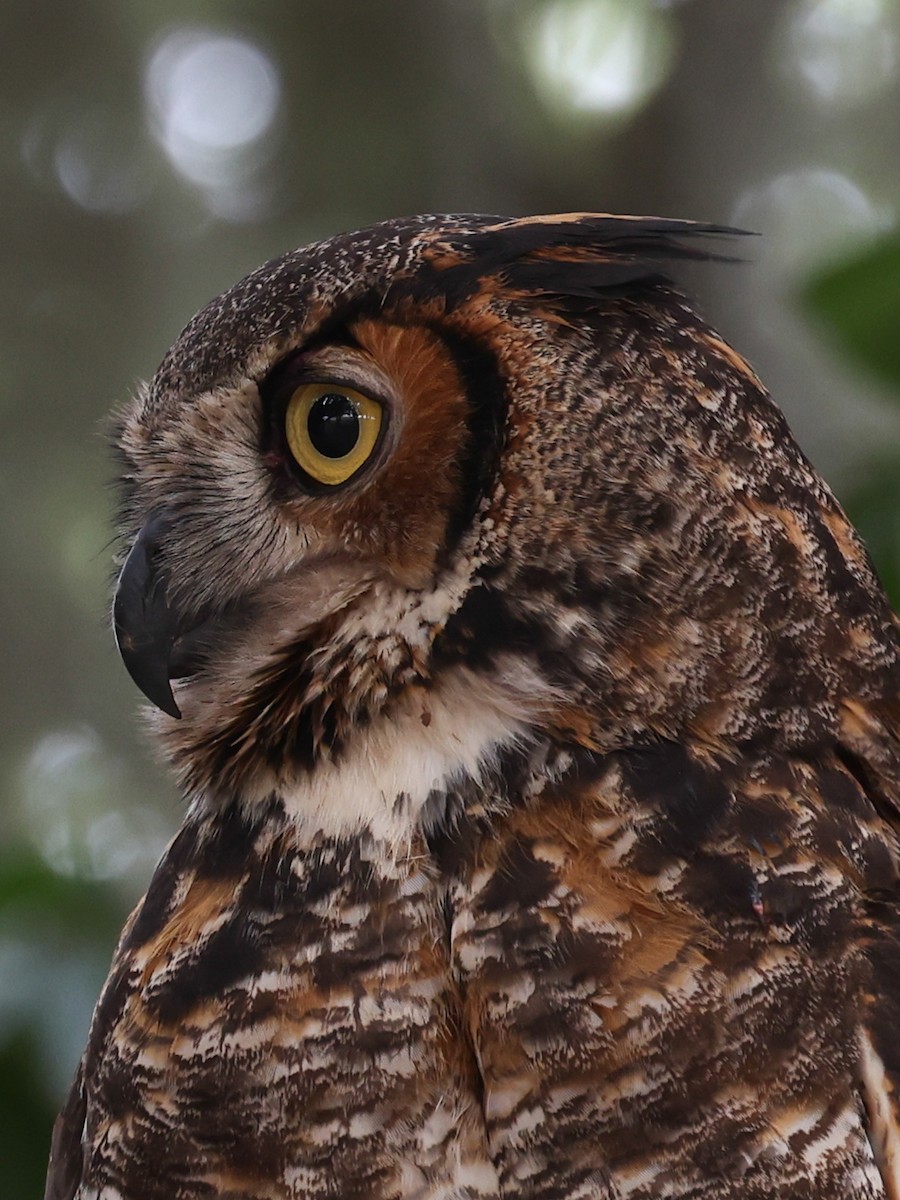 Great Horned Owl - ML319973001