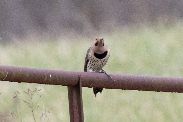Northern Flicker (Yellow-shafted) - ML319973481