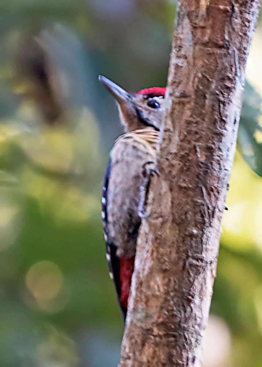 Fulvous-breasted Woodpecker - ML319974791