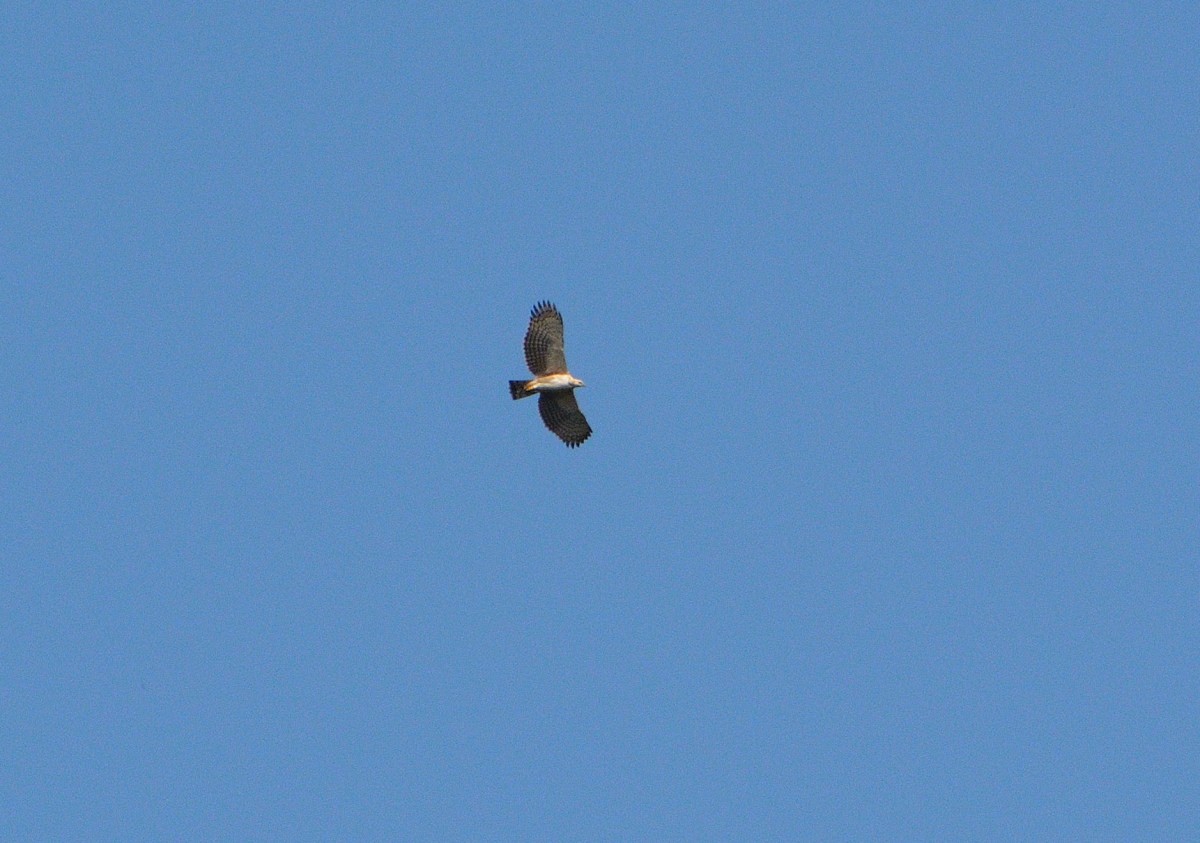 Black-and-chestnut Eagle - ML319975961