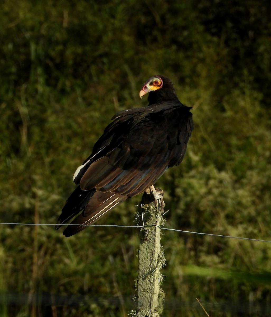 Lesser Yellow-headed Vulture - cristina isabel mosca