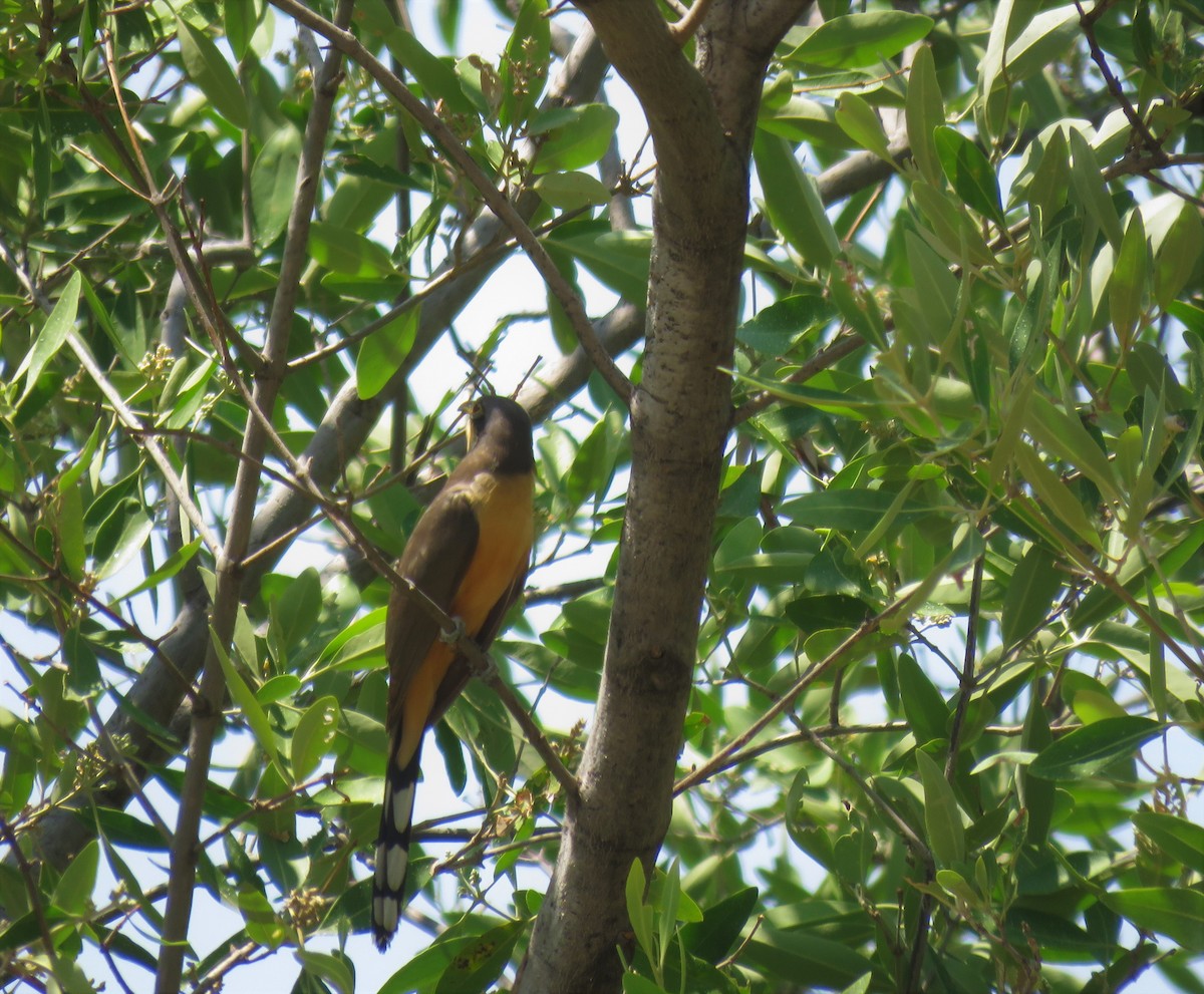 Mangrove Cuckoo - ML319981691