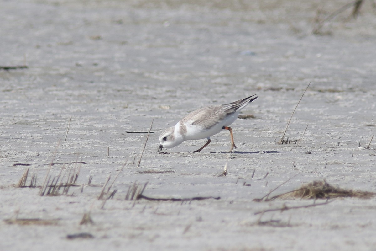 Piping Plover - ML31999001