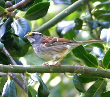 White-throated Sparrow - ML31999541