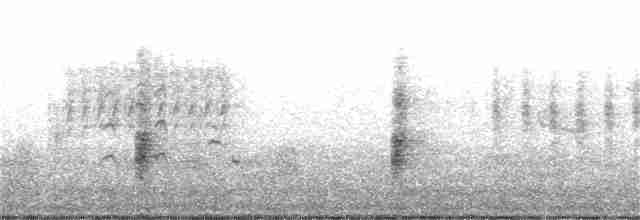 Rascón de Ridgway (yumanensis) - ML319997351