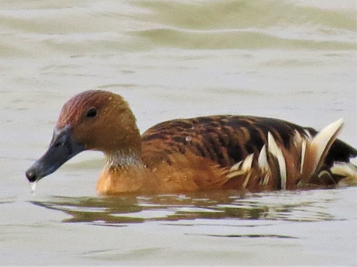 Fulvous Whistling-Duck - John Gaglione