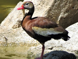 Black-bellied Whistling-Duck, ML320005161