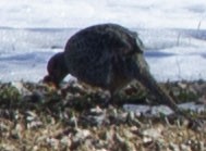 Ring-necked Pheasant - ML320006091