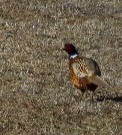 Ring-necked Pheasant - ML320006101