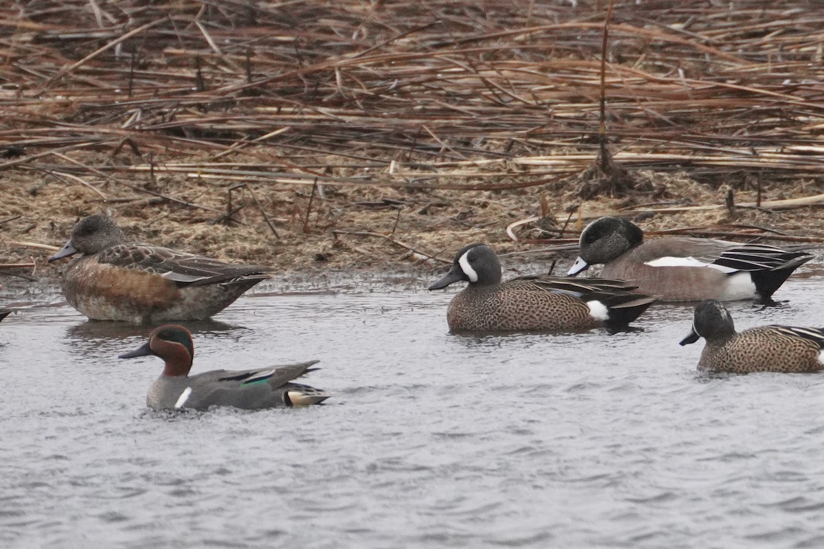 Blue-winged Teal - ML320009471